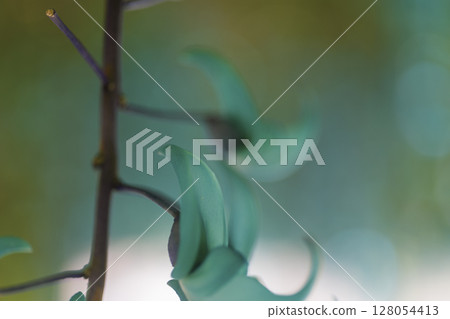 熱帶地區盛開的翡翠藤 | 奇幻的藍色花朵 128054413