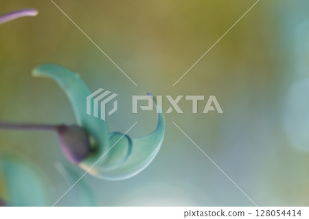 熱帶地區盛開的翡翠藤 | 奇幻的藍色花朵 128054414