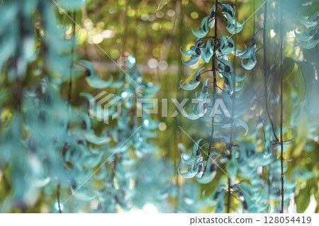Jade vine blooming in the tropics | A fantastical blue flower Jade vine blooming in the tropics | A fantastical blue flower 128054419