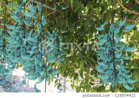 Jade vine blooming in the tropics | A fantastical blue flower Jade vine blooming in the tropics | A fantastical blue flower 128054422