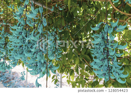 Jade vine blooming in the tropics | A fantastical blue flower Jade vine blooming in the tropics | A fantastical blue flower 128054423