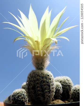 Densispina blooming Densispina blooming 128054505