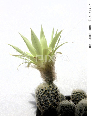 丹西斯皮納盛開 丹西斯皮納盛開 128054507