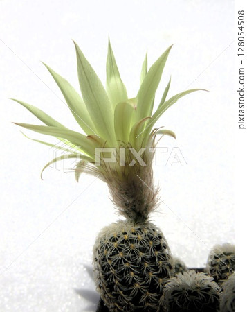 丹西斯皮納盛開 丹西斯皮納盛開 128054508