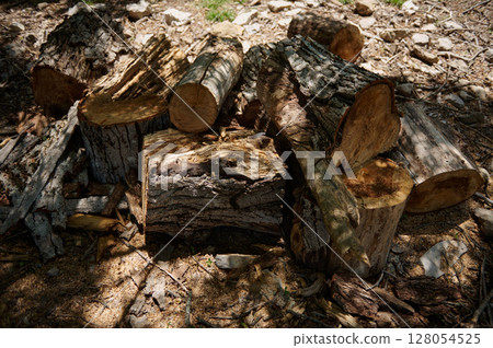 Outdoor Arrangement of Split Firewood Logs on Forest Floor Outdoor Arrangement of Split Firewood Logs on Forest Floor 128054525