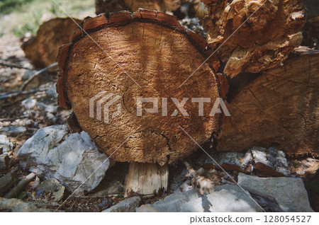 Close-Up of Tree Rings on a Weathered Wooden Log in Nature Close-Up of Tree Rings on a Weathered Wooden Log in Nature 128054527