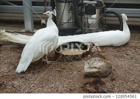 A pair of elegant white peafowl 128054561