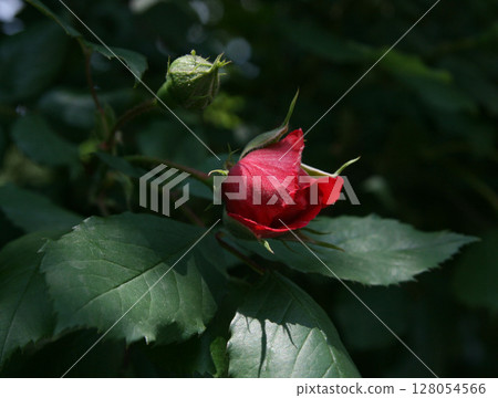 Close-up of a delicate red rose bud 128054566