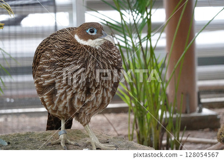 Close-up of a himalayan monal pheasant 128054567