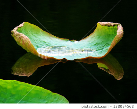 Close-up of a large lotus leaf 128054568
