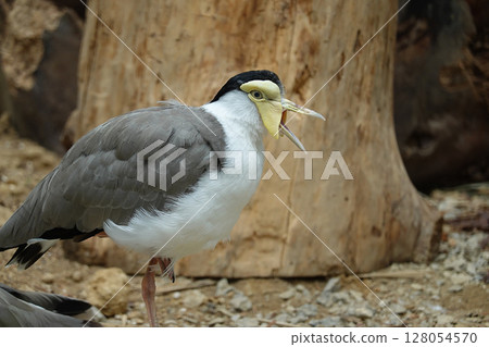 Close-up portrait of a masked lapwing with its beak open Close-up portrait of a masked lapwing with its beak open 128054570