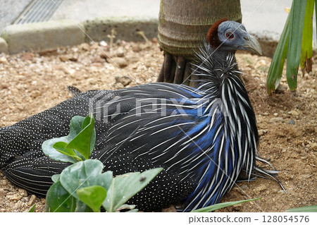 Close-up of a majestic vulturine guineafowl 128054576
