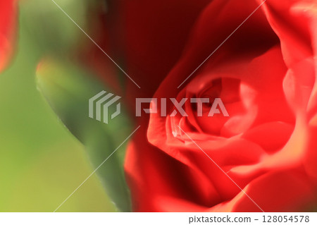 Close-up of a red rose in soft focus Close-up of a red rose in soft focus 128054578