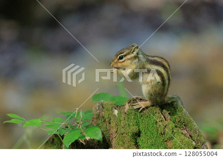 A day in the life of a chipmunk 128055004