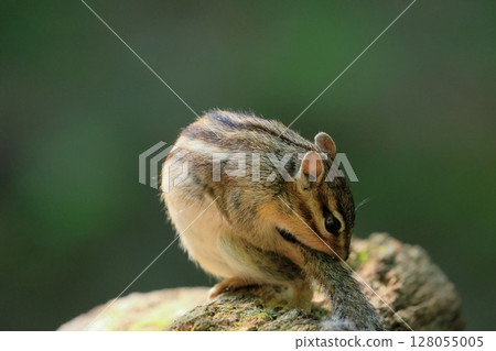 A day in the life of a chipmunk A day in the life of a chipmunk 128055005