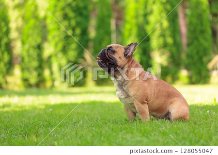 Beige French bulldog on a green lawn in park. 128055047