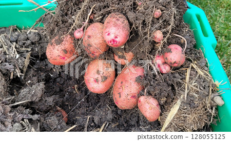 Newly harvested red potatoes in rich dark soil Newly harvested red potatoes in rich dark soil 128055125