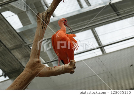 Scarlet ibis perched on a branch in a bright aviary Scarlet ibis perched on a branch in a bright aviary 128055130
