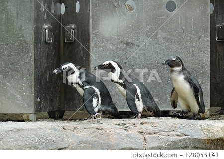 Three curious african penguins Three curious african penguins 128055141
