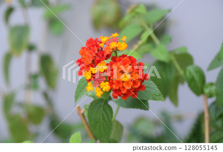 Vibrant orange and yellow lantana flowers blooming in a lush green garden 128055145