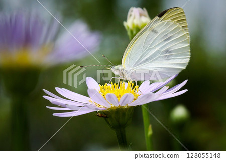 White butterfly on a flower White butterfly on a flower 128055148