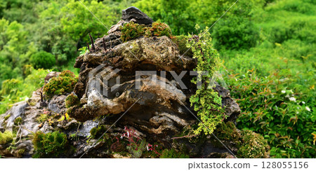 Close-up view of stone with moss 128055156