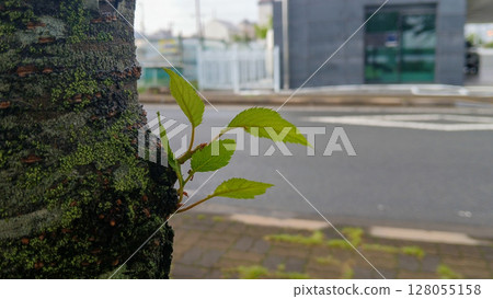 Close-up view of vibrant green leaves of a tree trunk 128055158