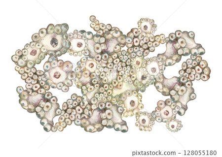 Beautiful underwater drawing of sea sponges porifera living on coral reefs. Watercolor illustration of sponge in delicate beige tones isolated on white background for sea design, snorkeling, diving 128055180