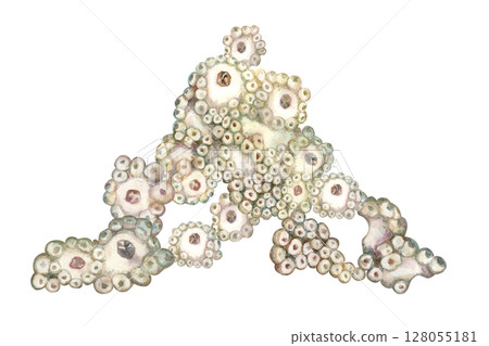 Beautiful underwater drawing of sea sponges porifera living on coral reefs. Watercolor illustration of sponge in delicate beige tones isolated on white background for sea design, snorkeling, diving Beautiful underwater drawing of sea sponges porifera living on coral reefs. Watercolor illustration of sponge in delicate beige tones isolated on white background for sea design, snorkeling, diving 128055181
