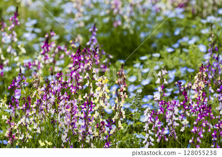 Linaria and nemophila flower fields swaying in the spring breeze Linaria and nemophila flower fields swaying in the spring breeze 128055238