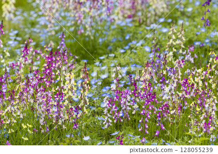 Linaria and nemophila flower fields swaying in the spring breeze 128055239
