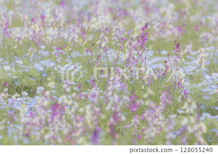 Linaria and nemophila flower fields swaying in the spring breeze Linaria and nemophila flower fields swaying in the spring breeze 128055240