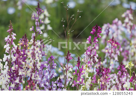 Linaria and nemophila flower fields swaying in the spring breeze Linaria and nemophila flower fields swaying in the spring breeze 128055243