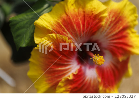 Hibiscus flowers reflecting the tropical sun 128055327