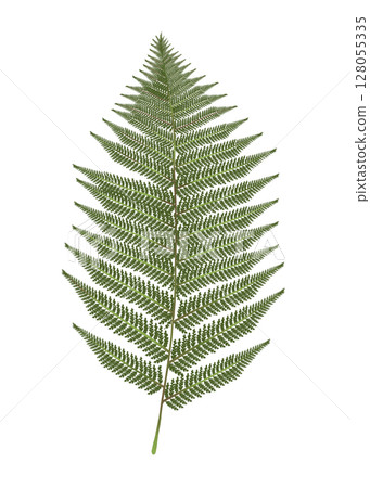 Tree Fern Leaf Illustration Tree Fern Leaf Illustration 128055335