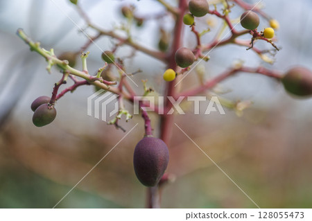 The Beginning of Harvest - Young Mangoes of Miyako Island 128055473