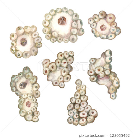 Set of underwater sea sponges porifera living on coral reefs. Watercolor illustration of filter sponge in delicate beige tones isolated on white background for sea design, snorkeling, diving, book Set of underwater sea sponges porifera living on coral reefs. Watercolor illustration of filter sponge in delicate beige tones isolated on white background for sea design, snorkeling, diving, book 128055492
