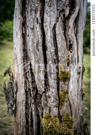 Close-Up of Decaying Tree Bark with Moss and Lichen Texture in Forest Environment Close-Up of Decaying Tree Bark with Moss and Lichen Texture in Forest Environment 128055603