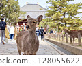 東大寺和奈良公園的鹿 128055622