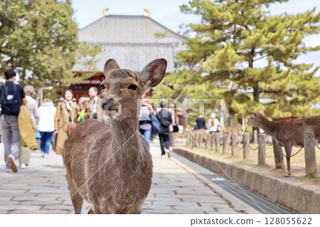 東大寺和奈良公園的鹿 128055622