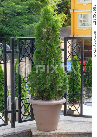 Cypress shrub in large pot in city. Potted green bush. Evergreen tree. Sunny day. Cypress shrub in large pot in city. Potted green bush. Evergreen tree. Sunny day. 128055682