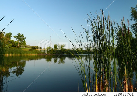 a pond with reeds and calm water 128055701