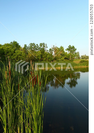 a pond with reeds and calm water a pond with reeds and calm water 128055703