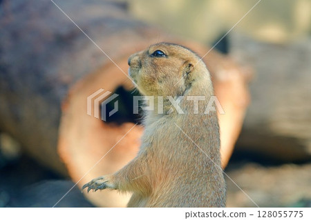 站起來草原土撥鼠 128055775