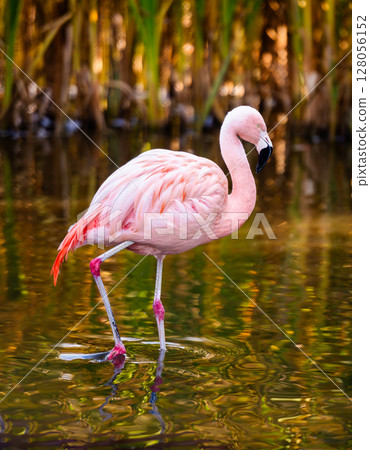 Pink Flamingo Birds In Water And In The Zoo At Sunset Pink Flamingo Birds In Water And In The Zoo At Sunset 128056152