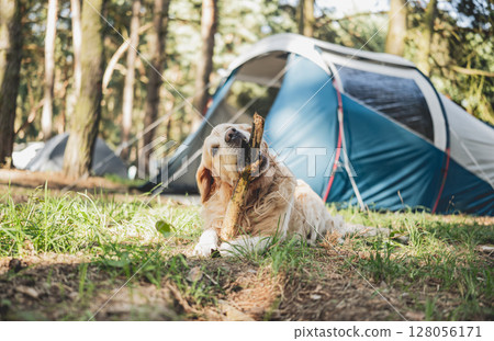 Adorable Golden Retriever Dog Lying By Touristic Camp Tent Playing With A Stick Outdoors 128056171