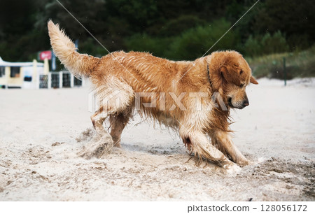 Happy, Adorable Golden Retriever Dog Playing With A Toy Stick On A Sandy Beach Happy, Adorable Golden Retriever Dog Playing With A Toy Stick On A Sandy Beach 128056172
