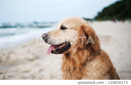 Happy, Adorable Golden Retriever Dog Plays On A Sandy Beach And Poses For A Cute Portrait Happy, Adorable Golden Retriever Dog Plays On A Sandy Beach And Poses For A Cute Portrait 128056173