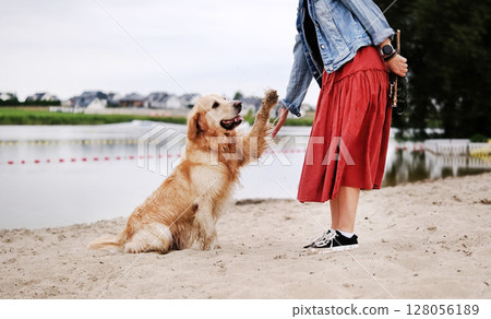 Female Owner Teaches Golden Retriever To Give A Paw. The Dog A Golden Retriever 128056189