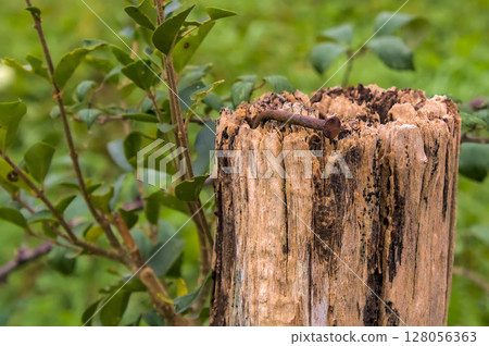 wooden post with nail 128056363